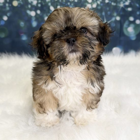 Shih Tzu (M) My Name Is Sammy (pny)