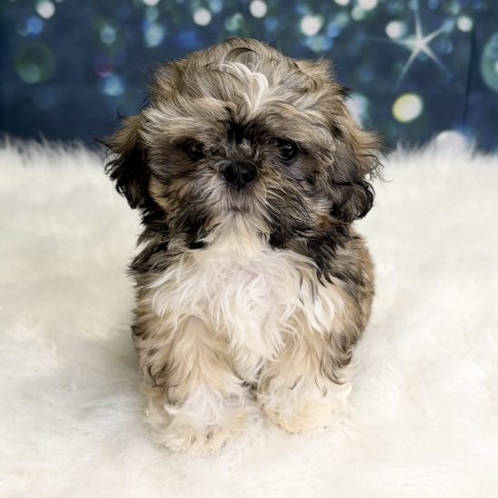 Shih Tzu (M) My Name Is Scooby (pny)