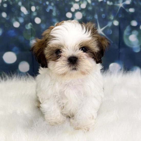 Shih Tzu (M) My Name Is Sonic (pny)