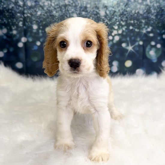 Cocker Spaniel (F#1) My Name Is Cadence (pny)