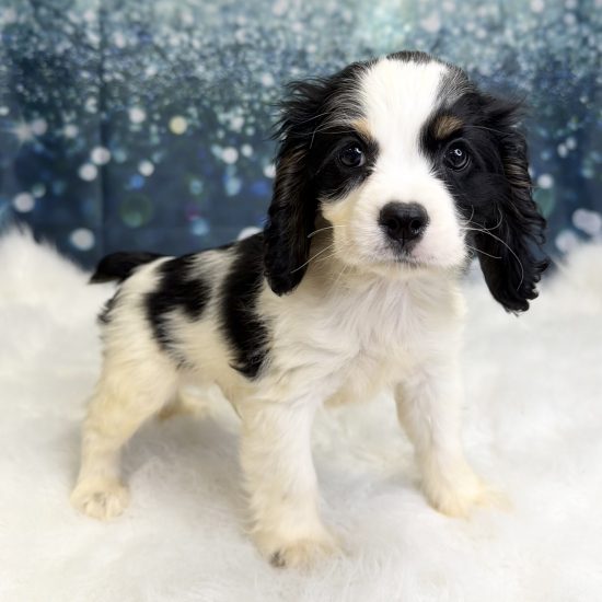Cocker Spaniel (M#1) My Name Is Casey (pny)