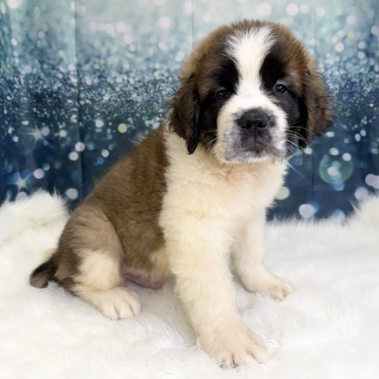 Saint Bernard (M) My Name Is Saint (pny)
