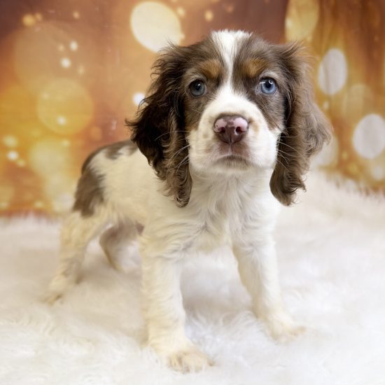 Cocker Spaniel (M#1) My Name Is Corey (tpc)