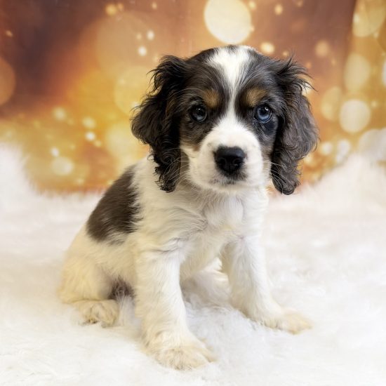 Cocker Spaniel (F#1) My Name Is Cookie (tpc)