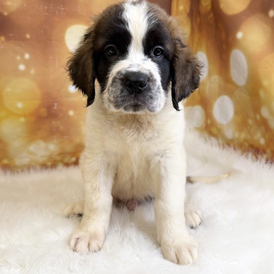 Saint Bernard (M) My Name Is Shaggy (tpc)